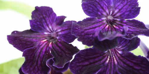 Atelier Streptocarpus (partie 1\/2)