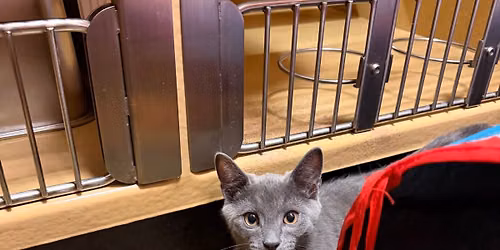 Adopt Joy Event @ Hampton Petsmart 