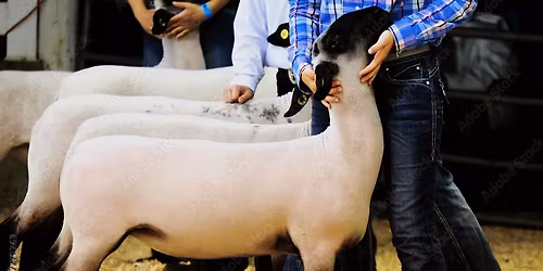 87th Annual Marion County Lamb and Wool Show