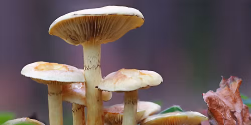 Mountain Mushrooms 2026