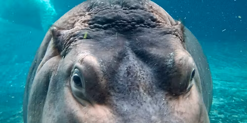 World Down Syndrome Day at the Zoo!!