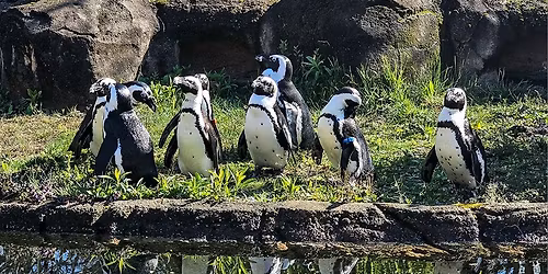 Animals Are The Artists- Winter Show & Sale