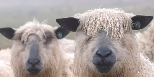 Needlefelt a Sheep's Face