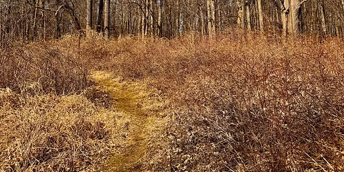Forest Walk - Cummingston Woods