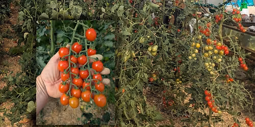 Last of the tomatoes