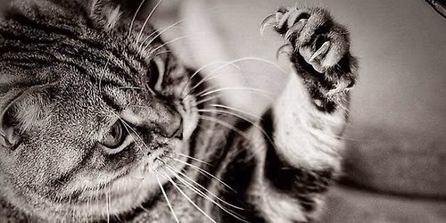 Nail Trim - BROWNSBURG