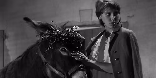 V\u00e9tlen Balthaz\u00e1r \/ Au hasard Balthazar | Tarr B\u00e9la tisztelet\u00e9re