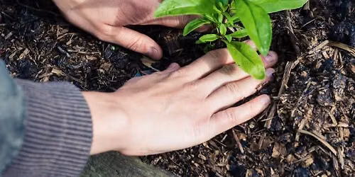 Community planting day