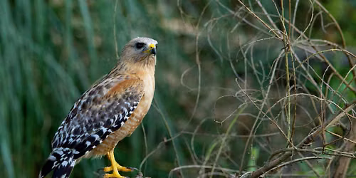 Birding Walk with We Explore Earth @ Shipley Nature Center