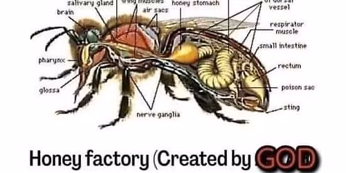 Bee keeping training