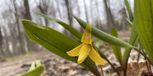 Spring Wildflower Walk