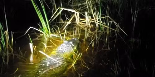 Gator Nights Everglades Airboat Eco Adventure