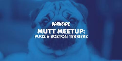 Mutt Meetup: Pugs and Boston Terriers