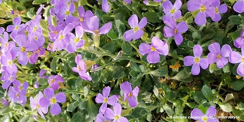 "Der Mittelmeerraum - eHotspot der Artenvielfalt" - Vortrag und F\u00fchrung - Eintritt frei