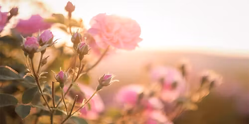 FREE WORKSHOP: Rose care and climate change