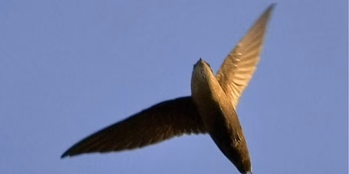 Chimney Swift Sit