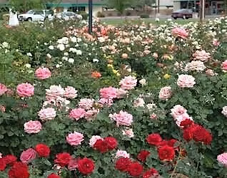 Rose Garden Winter Pruning Volunteer Event