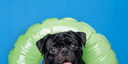 Pug Photoshoot Fundraiser