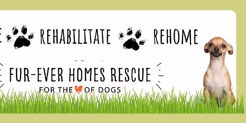 Adoptable dog meet & greet