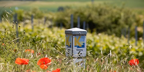 Gef\u00fchrte Wanderung auf dem K\u00fcstenweg Rheinhessen - Teilstrecke Rundweg Weinheimer Bucht