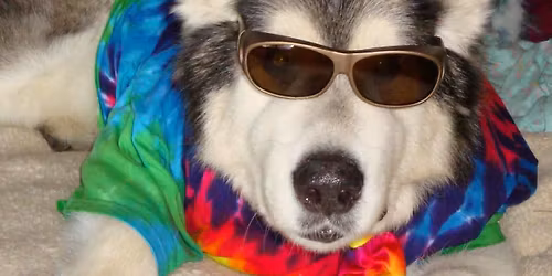 2026 Woofstock Dog Show