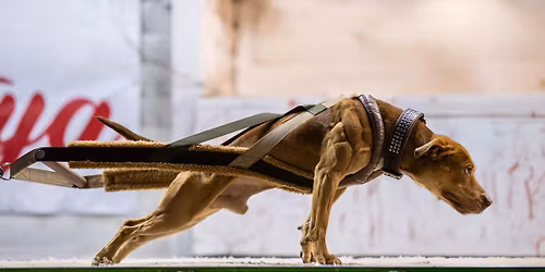 EWPO Triple Pull Hungary