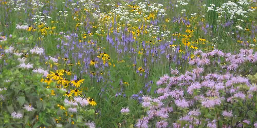 Planting for Pollinators - Adult session, 10am
