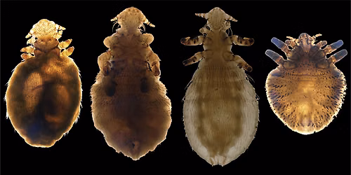 Free Discovery Lecture - Seal Lice...go where no insects have gone before!