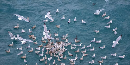 Birdwatching at Towan Head, Newquay