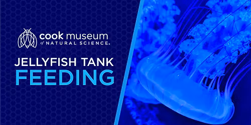 Jellyfish Tank Feeding