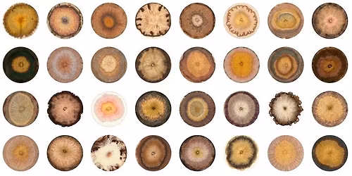 Inner Being - Panel Discussion