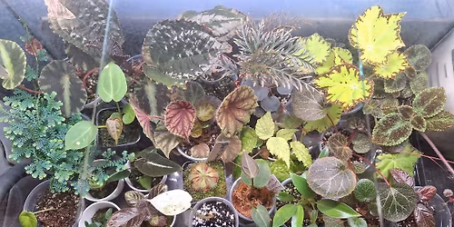 Begonia, Art, and Plant Sale