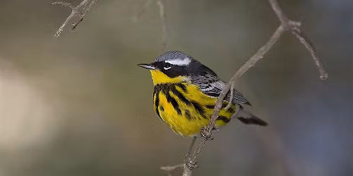 Advanced Ornithology