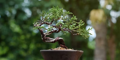 Michigan All-State Bonsai Show
