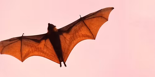 F\u00dcHRUNG | Flederm\u00e4use im Schlosspark