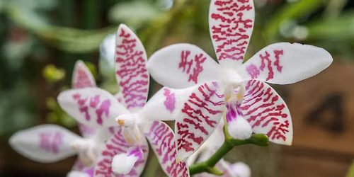 Orchideenschau der DOG