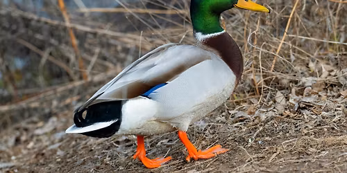 Wednesday Birders at Pamela Baker Park
