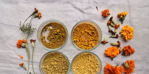 Laboratorium koloru. Wystawa pracowni Dzikie Barwy