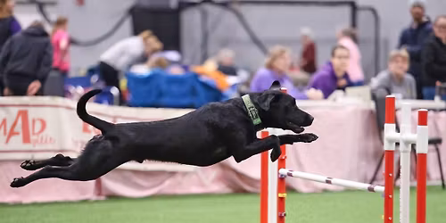 ABMC\/SVKC Harrisonburg Agility Trial