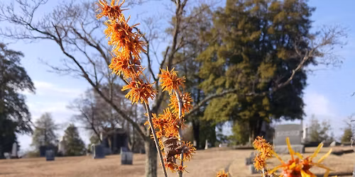 \u2018Sunday Saunter\u2019 - \u2018Witch Hazel\u2019 , Champion Trees and History in the Old Circle