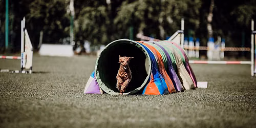 HALLOWEENOWE Treningowe zawody agility 3\/10\/2026 - ZELK\u00d3W
