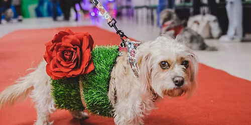 Crufty Christmas: Dog Fashion Show
