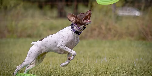 UpDog Last Chance You-Pick - Get Those UPDIF Points!