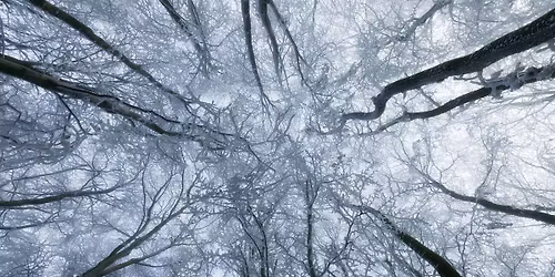 Langdon Forest Bathing