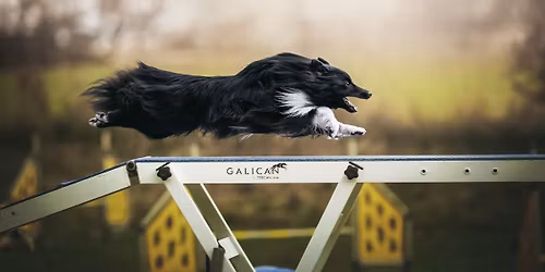 Agility + dogfrisbee + dogdancing t\u00e1bor Temp\u0161t\u00fdn 2026