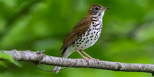 Bird Migration