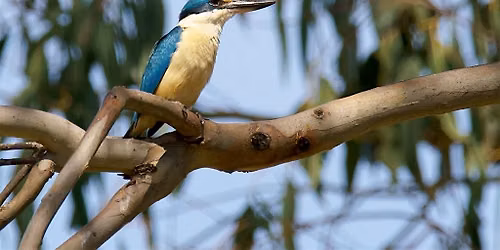 Bird Language & Recording at the North Coast Regional Botanic Garden