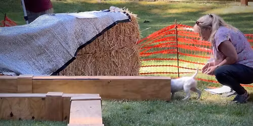 RMJRTN FUN DAY for Terriers and small dogs