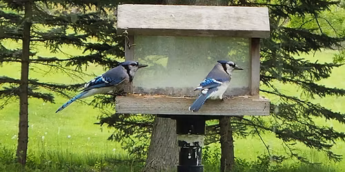 Attract Wild Birds!