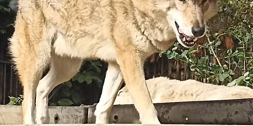 Demo: Pro Wolf und f\u00fcr die Abschaffung der Fuchsjagd sowie Dr\u00fcck-\/ Treibjagd 